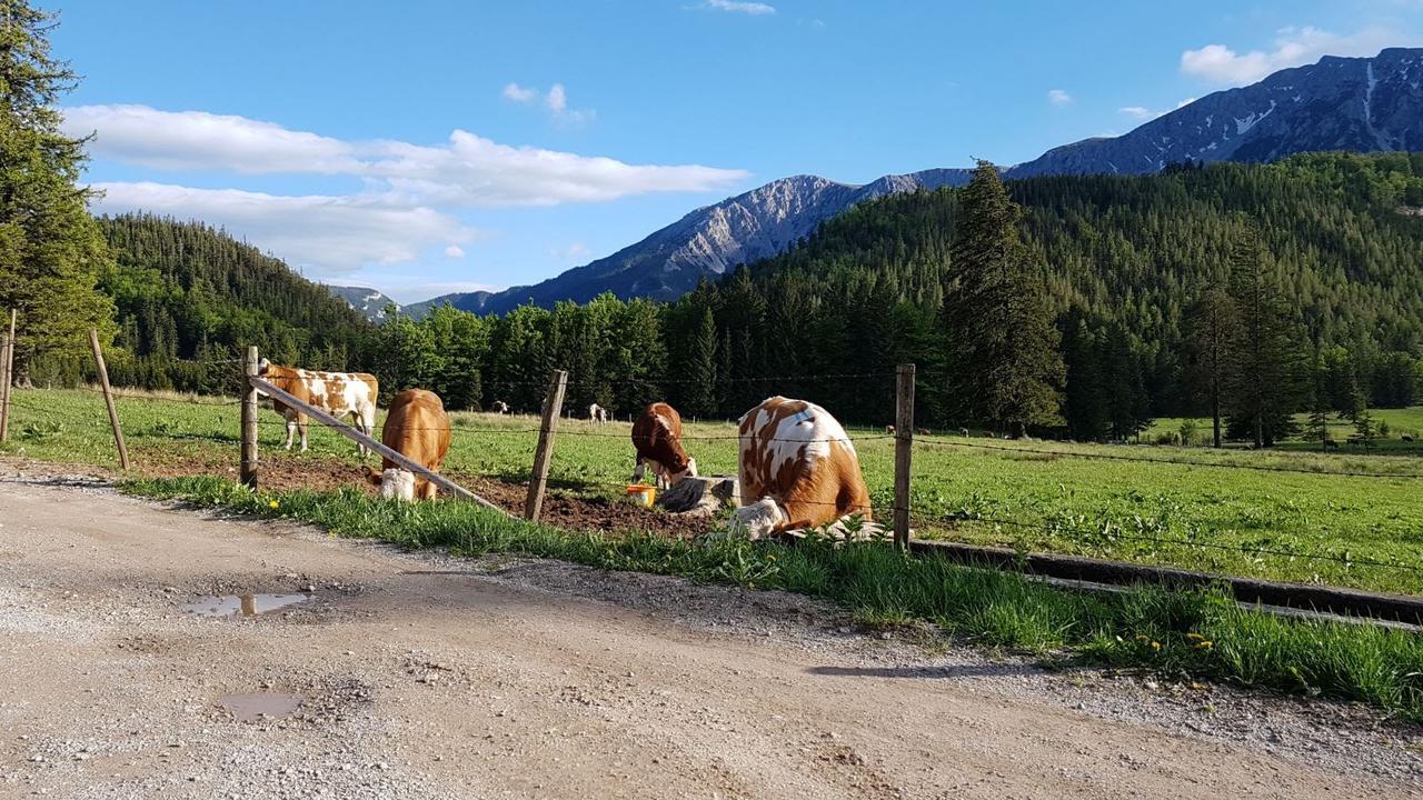 Ferienwohnungen Mamauwiese Gutenstein Εξωτερικό φωτογραφία