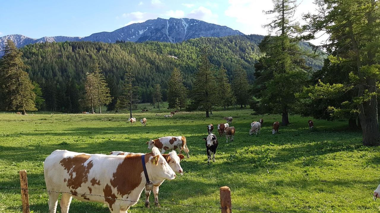 Ferienwohnungen Mamauwiese Gutenstein Εξωτερικό φωτογραφία